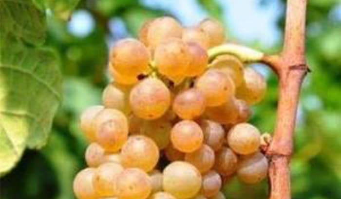 A White Wine Worthy of your Cellar – Marsanne