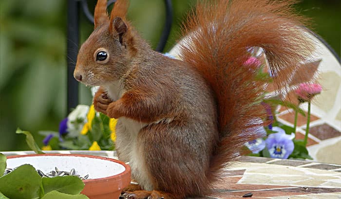 Are You a Squirrel or a Magpie?